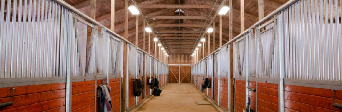Equine Lighting